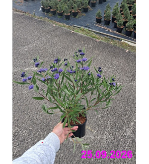 Caryopteris cland. 'Kew Blue' C 1,4 L